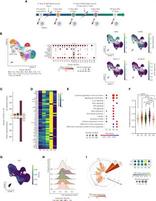 Transcriptomic profile of TNFhigh MAIT cells is linked to B cell response following SARS-CoV-2 vaccination